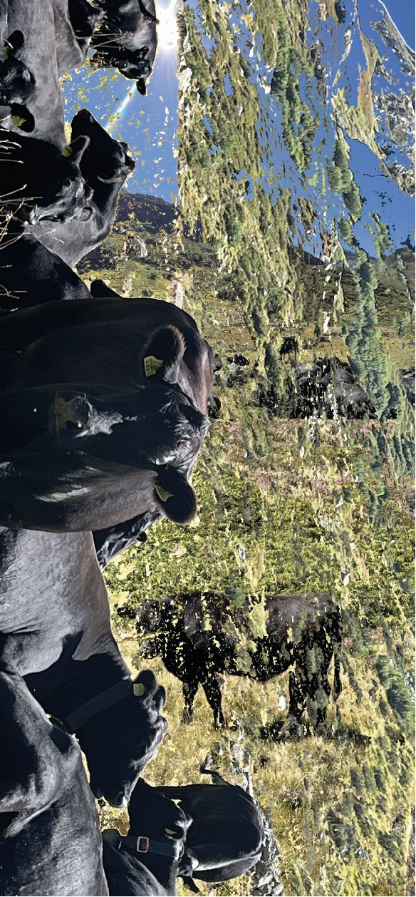 back layer of the label: collaged alpine photo with black cows